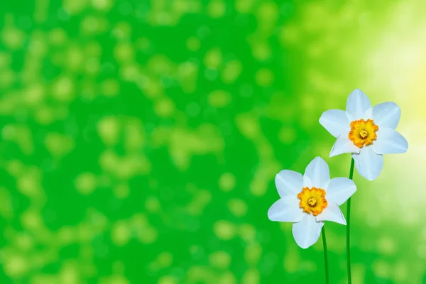 Helle Und Farbenfrohe Narzissenblüten Auf Dem Hintergrund Der Frühlingslandschaft — Stockfoto