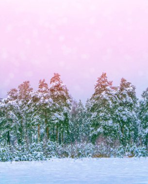 Karla kaplı ağaçlarla donuk kış ormanı.