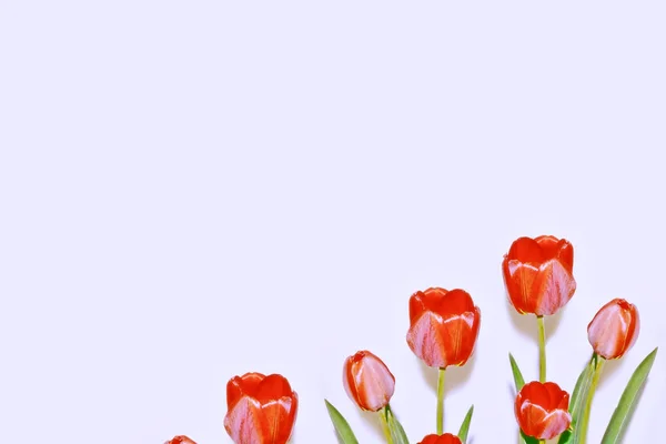 Frühling Blumen Tulpen Isoliert Auf Weißem Hintergrund — Stockfoto