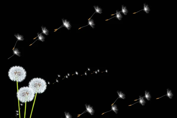 Пухнаста Квітка Кульбаби Ізольована Чорному Фоні — стокове фото