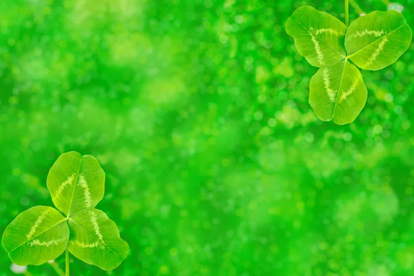 Trevo Verde Parte Uma Paisagem Verão Fundo Dia São Patrício — Fotografia de Stock