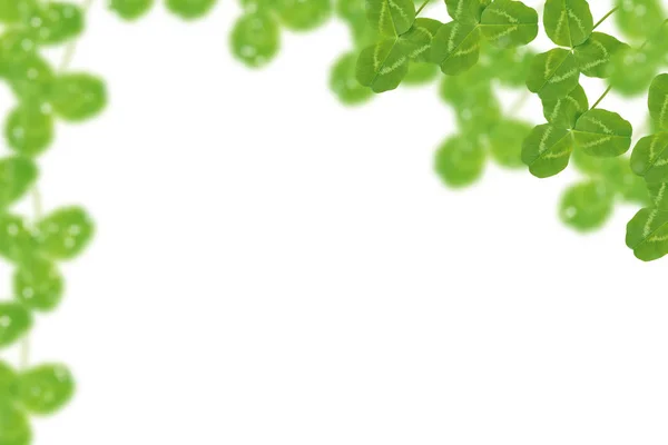 Zelený Jetel Listy Izolované Bílém Pozadí Patrick Den — Stock fotografie