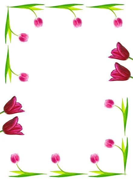 Spring Flowers Tulips Isolated White Background — Stock Photo, Image