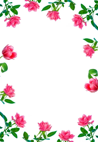 Flower Bud Roses White Background Tulip — Stock Photo, Image