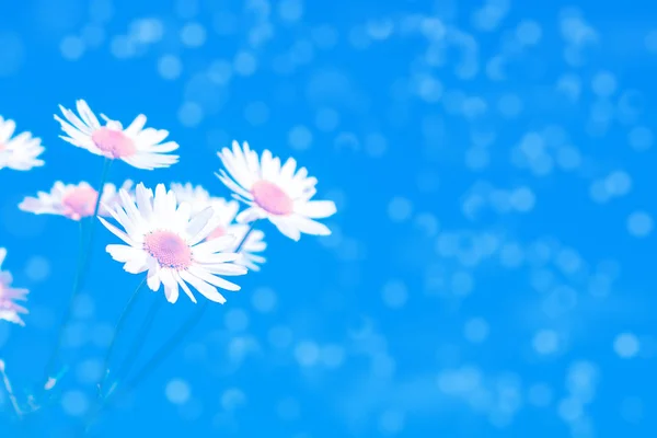 Blurred White Bright Daisy Flowers Background Summer Landscape — Stock Photo, Image