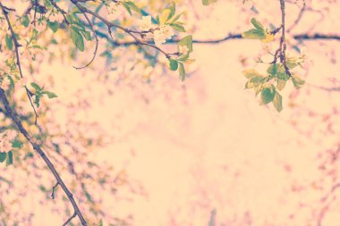 Çiçek açan elma dalı. Parlak renkli bahar çiçekleri