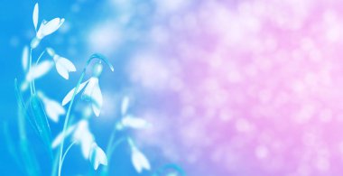 İlk narin bahar kar damlası.