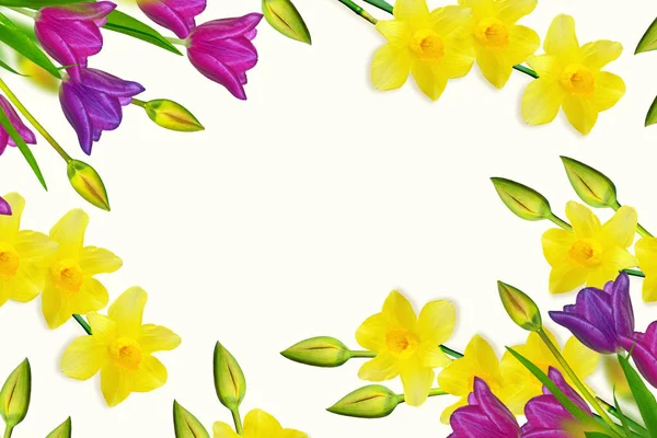 Fleurs Printemps Narcisse Tulipe Isolée Sur Fond Blanc — Photo
