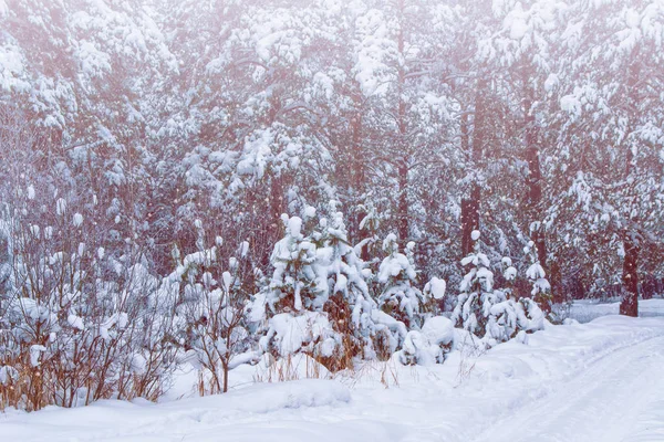 雪に覆われた木々が凍る冬の森 — ストック写真