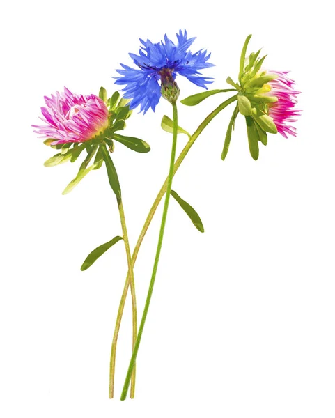 Colorful Autumn Flowers Aster Cornflower White Background — Stock Photo, Image