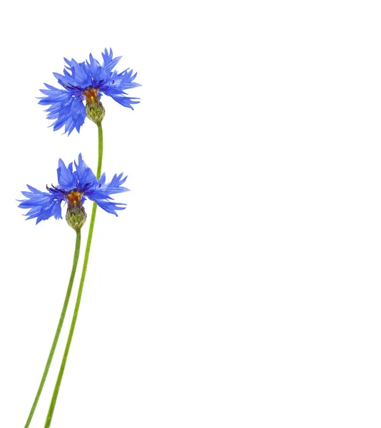 Wild Flower Cornflower Isolated White Background — Stock Photo, Image