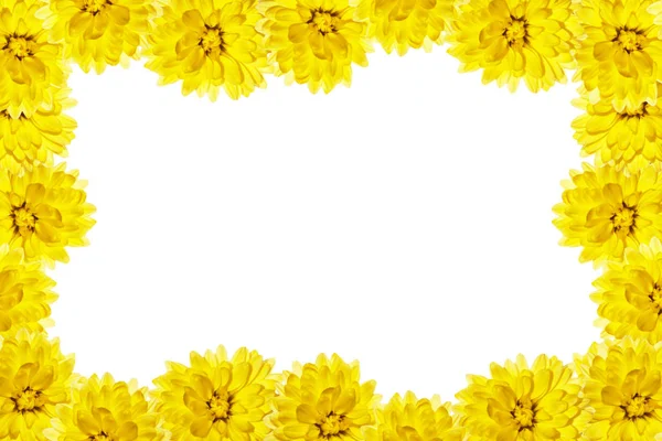 Coloridas Flores Otoñales Crisantemo Sobre Fondo Blanco —  Fotos de Stock