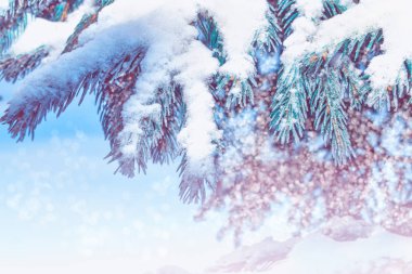 Karla kaplı ağaçlarla donuk kış ormanı.