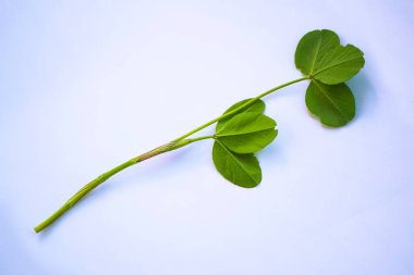 St.Patrick'ın gün. Yonca yeşil yaprakları kökenli