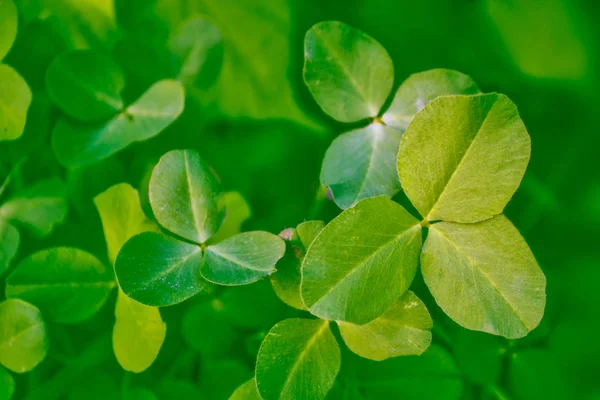 Grön Klöver Blad Bakgrund Sommarlandskap Patricks Dag — Stockfoto