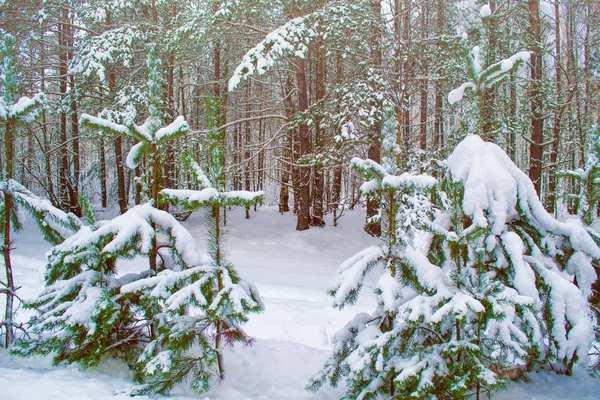 Fryst Vinterskog Med Snötäckta Träd — Stockfoto