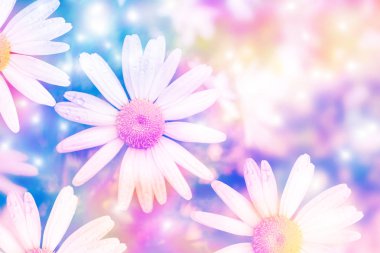 Bulanık. Parlak papatya çiçekler yaz manzara arka plan üzerinde beyaz.