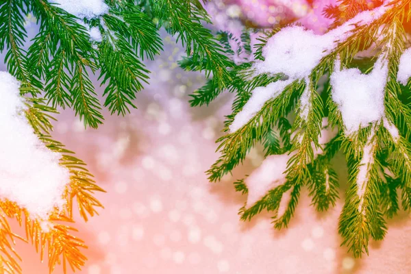 Las Mrożone Zimie Śniegiem Pokryte Drzewami Gałęzi Drzew Iglastych — Zdjęcie stockowe