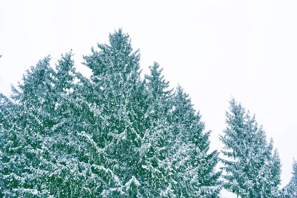 Karla Kaplı Ağaçlarla Donuk Kış Ormanı — Stok fotoğraf