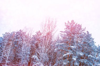 Karla kaplı ağaçlarla donuk kış ormanı.