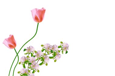 bahar çiçekleri beyaz arkaplanda izole laleler. 