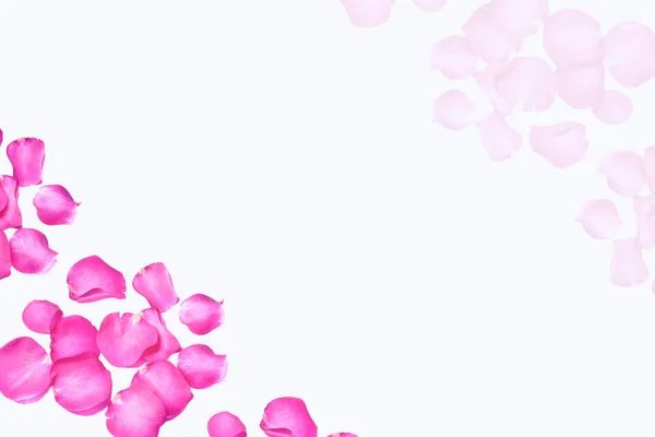 花玫瑰的花蕾 节日贺卡 玫瑰的花香背景 — 图库照片