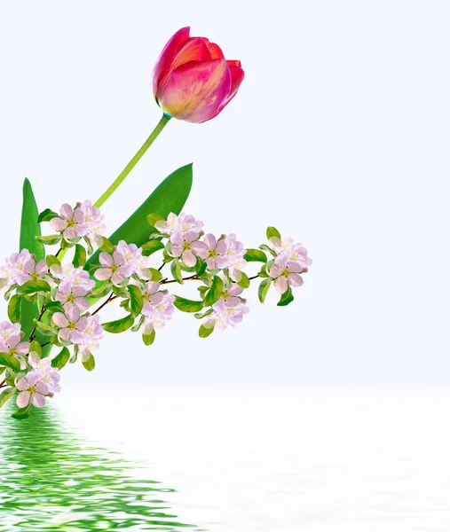 Spring Flowers Tulips Isolated White Background — Stock Photo, Image