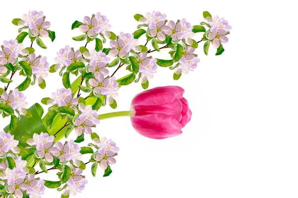 Bahar Çiçekleri Beyaz Arkaplanda Izole Laleler — Stok fotoğraf