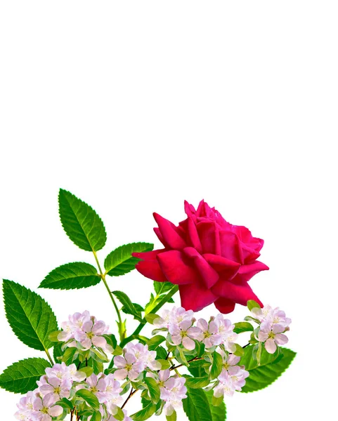 Flor Broto Rosas Fundo Branco — Fotografia de Stock