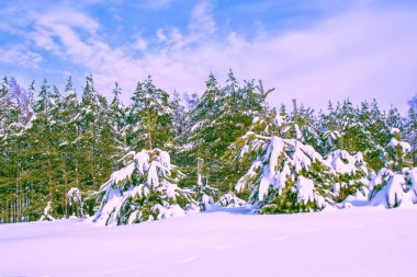 Karla kaplı ağaçlarla donuk kış ormanı.