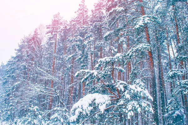 Gefrorener Winterwald Mit Schneebedeckten Bäumen — Stockfoto