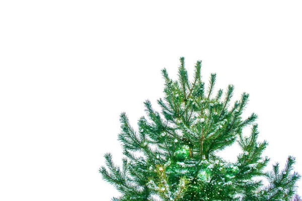 Julgran Isolerad Vit Bakgrund Spruce — Stockfoto