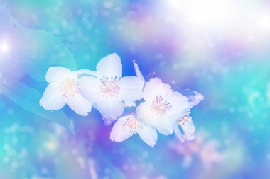 Beyaz yasemin. Narin bahar çiçekleri dalları