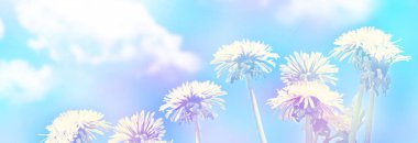 Yaz manzarasının arka planında pofuduk karahindiba çiçeği.