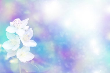 Beyaz yasemin. Narin bahar çiçekleri dalları