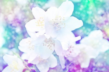 Beyaz yasemin. Narin bahar çiçekleri dalları