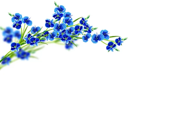 Primavera Fiore Forget Non Isolato Sfondo Bianco — Foto Stock