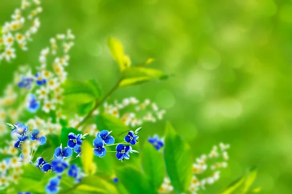 Nots Wildblumen Auf Dem Hintergrund Der Sommerlandschaft Vogelkirschbaum — Stockfoto