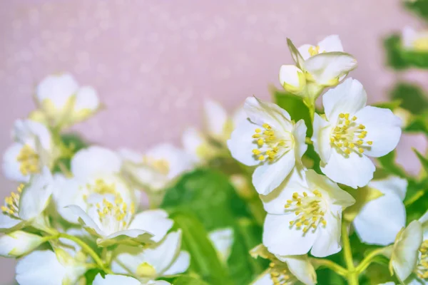 Witte Jasmijn Tak Delicate Lente Bloemen — Stockfoto