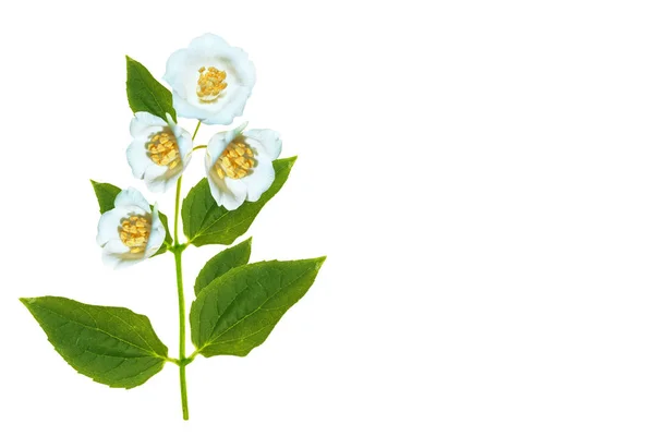 Yasemin Çiçekleri Beyaz Zemin Üzerine Izole Şubesi재 배경에 고립의 — Stok fotoğraf