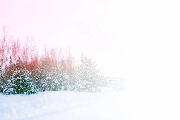 Floresta Inverno Congelada Com Árvores Cobertas Neve — Fotografia de Stock