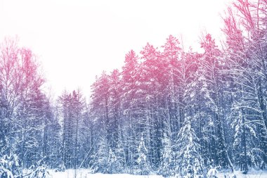 Karla kaplı ağaçlarla donuk kış ormanı.