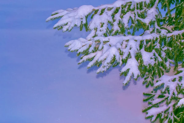 Floresta Inverno Congelada Com Árvores Cobertas Neve Ramo Coníferas — Fotografia de Stock