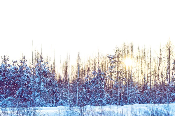 Bosque Invierno Congelado Con Árboles Cubiertos Nieve —  Fotos de Stock