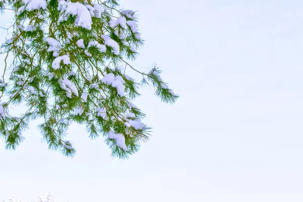 Fagyasztott Téli Erdő Hóval Borított Fák Tűlevelű — Stock Fotó
