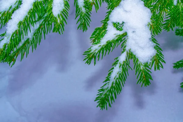 Bosque Invierno Congelado Con Árboles Cubiertos Nieve Rama Coníferas — Foto de Stock