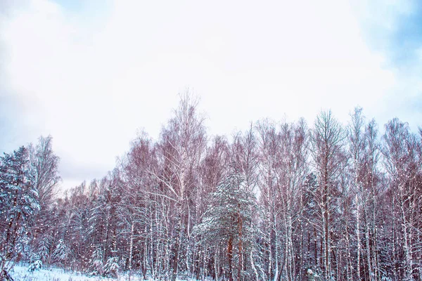얼어붙은 눈덮인 나무들 — 스톡 사진
