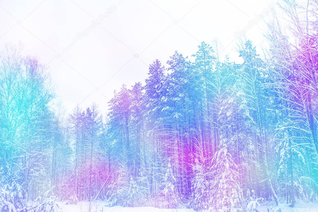 Frozen winter forest with snow covered trees.