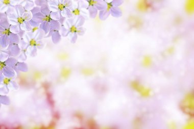 Çiçek açan kiraz dalı. Parlak renkli bahar çiçekleri. Güzel doğa sahnesi