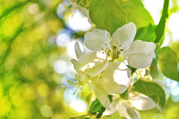 Maçã Ramo Florescente Brilhante Flores Coloridas Primavera — Fotografia de Stock